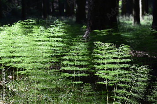 Wald-Schachtelhalm, Equisetum sylvaticum, mit zarten Seitensprossen und feingliedrigem Aussehen photo