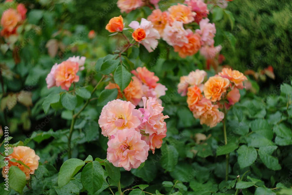 flowers in garden flowers in garden