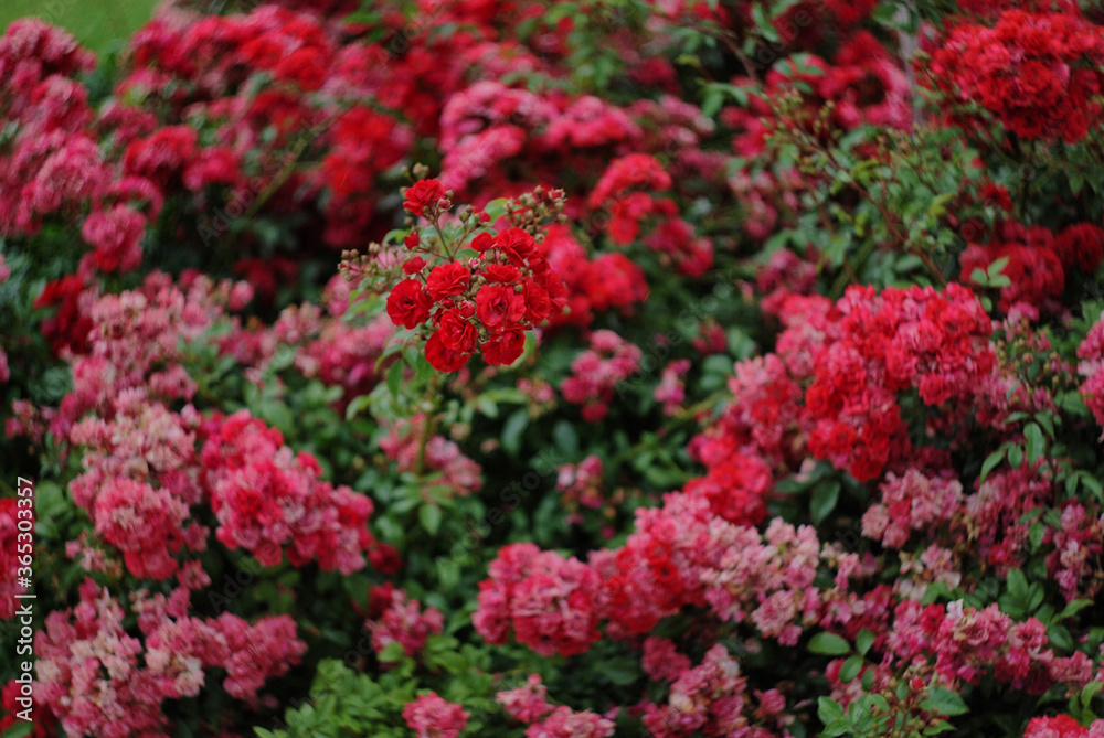 red flowers