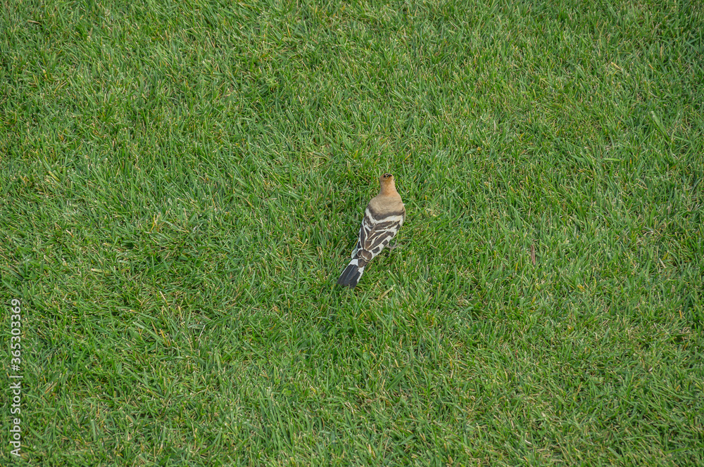bird with bright plumage looking for insects in the grass. Bird Upupa bird with bright plumage looking for insects in the grass. Bird Upupa