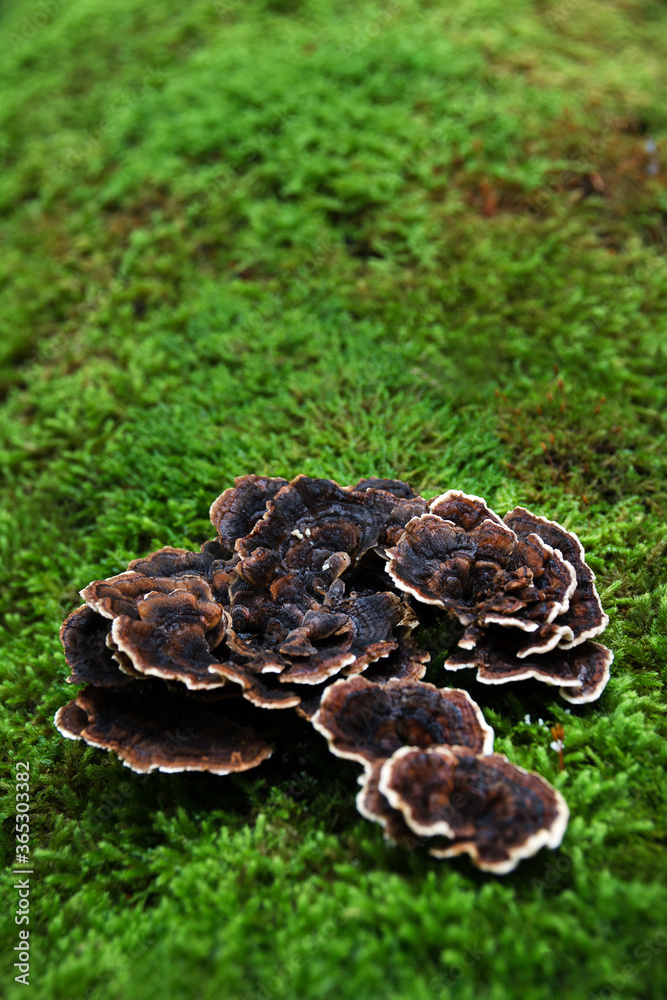 Mushrooms growing on the bark of a tree Mushrooms growing on the bark of a tree