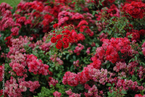 red flowers