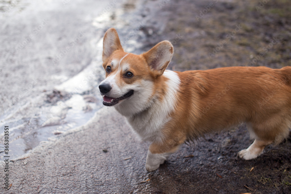 dog walks through puddles dog walks through puddles