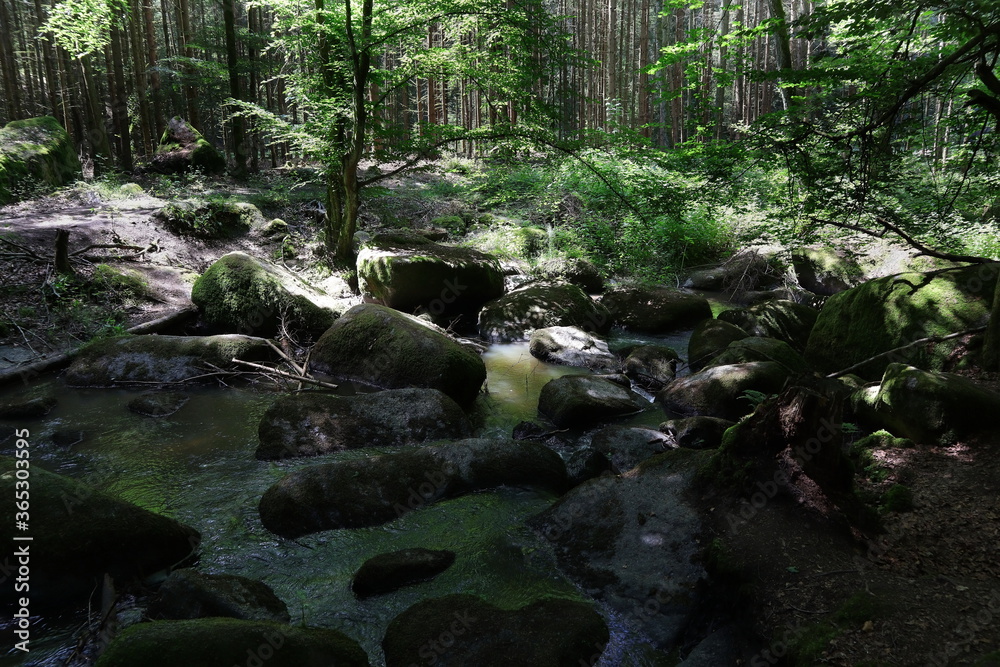 Fototapeta premium Wald, Bach, Fluss, Landschaft