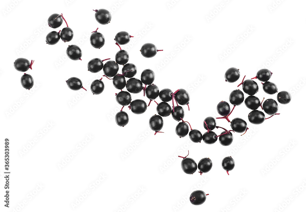 Elderberries isolated on white background, top view. Black Elderberry. Sambucus. Elderberries isolated on white background, top view. Black Elderberry. Sambucus.