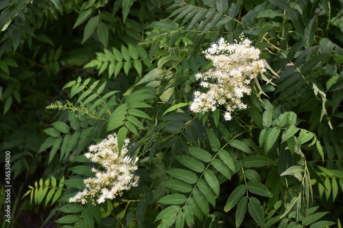 Flowers of Sorbaria sorbifolia or the false spiraea, in the garden. photo