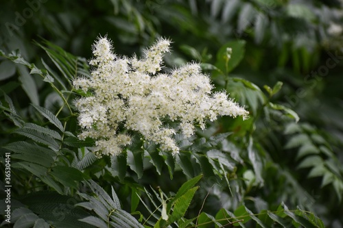 Flowers of Sorbaria sorbifolia or the false spiraea, in the garden. photo