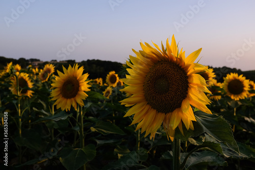 sunflower © Frédéric Massard