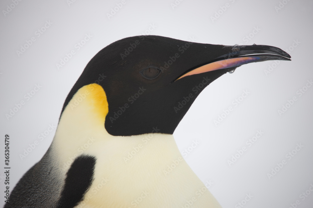 custom made wallpaper toronto digitalAntarctica portrait of an emperor penguin close up on a cloudy winter day