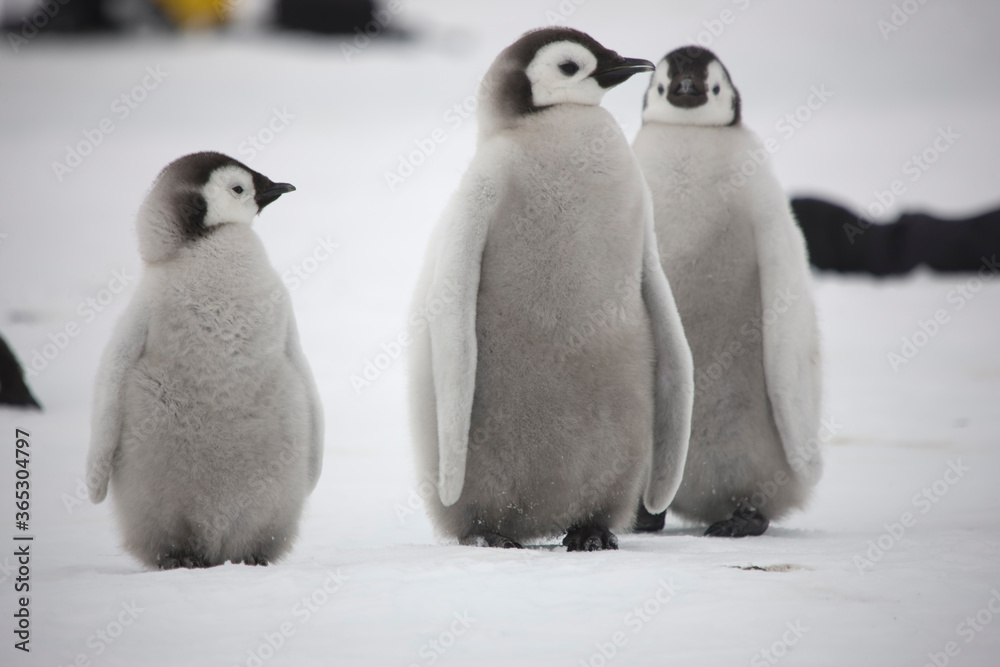 Fototapeta premium Antarctica emperor penguin chicks on a cloudy winter day