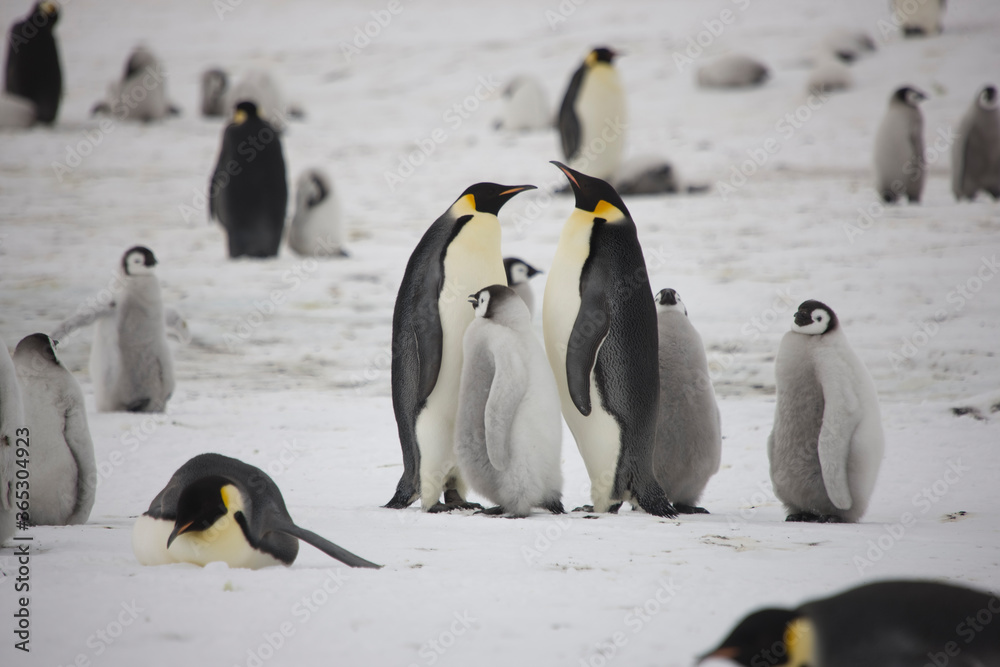 Obraz premium Antarctica emperor penguin chick with parents on a cloudy winter day