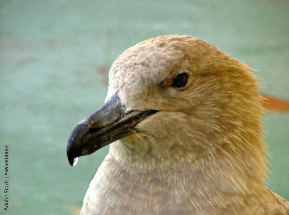 Antarctica skua close up on a cloudy winter day Antarctica skua close up on a cloudy winter day