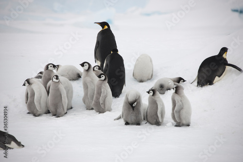 Antarctica group of emperor penguin chicks close up on a cloudy winter day