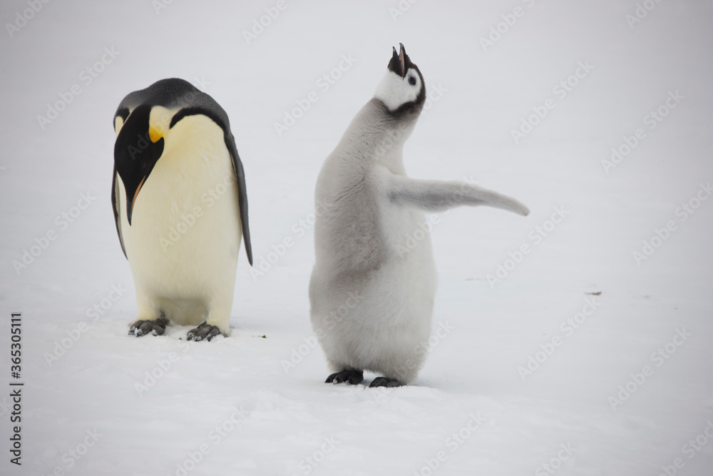 Obraz premium Antarctica emperor penguin chick with parents on a cloudy winter day