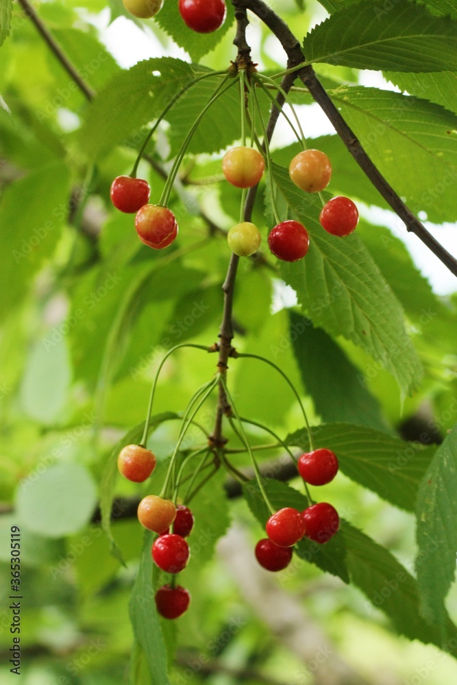 Red and yellow cherries on the tree