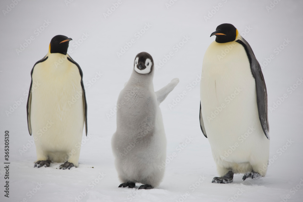 Fototapeta premium Antarctica emperor penguin with chicks close up on a cloudy winter day