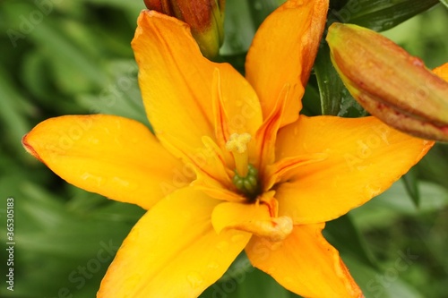 Beautiful yellow Lily in the summer garden 