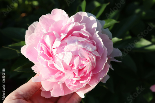 Fototapeta Naklejka Na Ścianę i Meble -  pink peonies flowers in the garden
