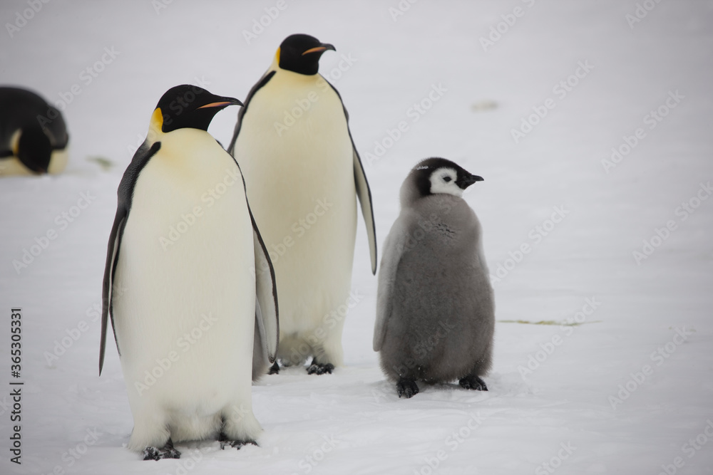 Fototapeta premium Antarctica emperor penguin with chicks close up on a cloudy winter day