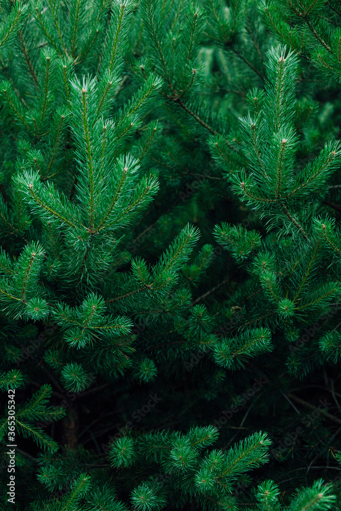 Background of green spruce branches in dark light
