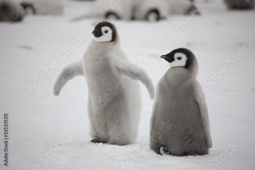 Antarctica emperor penguin chicks on a cloudy winter day