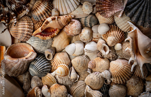 sea shells a textured background
