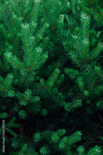 Background of green spruce branches in dark light 