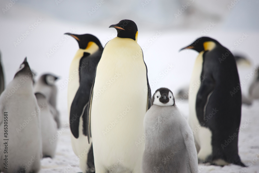 Obraz premium Antarctica emperor penguin with chicks close up on a cloudy winter day