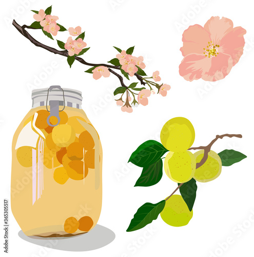 Vector stock illustration of plum wine. Japanese alcohol made of plums. Set Bank in compote, apricot fruit, flowering tree. Jar of peach compote. Green plum. UMESHU. Isolated on a white background.