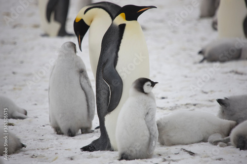 Antarctica emperor penguin with chicks close up on a cloudy winter day