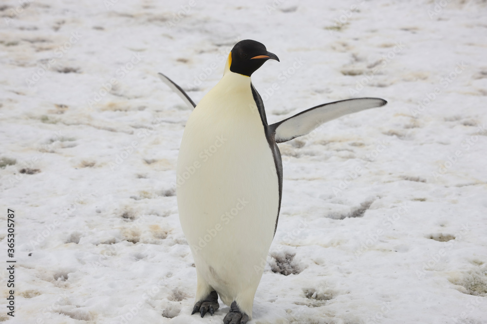 Obraz premium Antarctica emperor penguin close up on a cloudy winter day