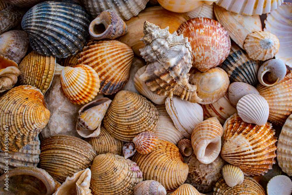 sea shells a textured background sea shells a textured background