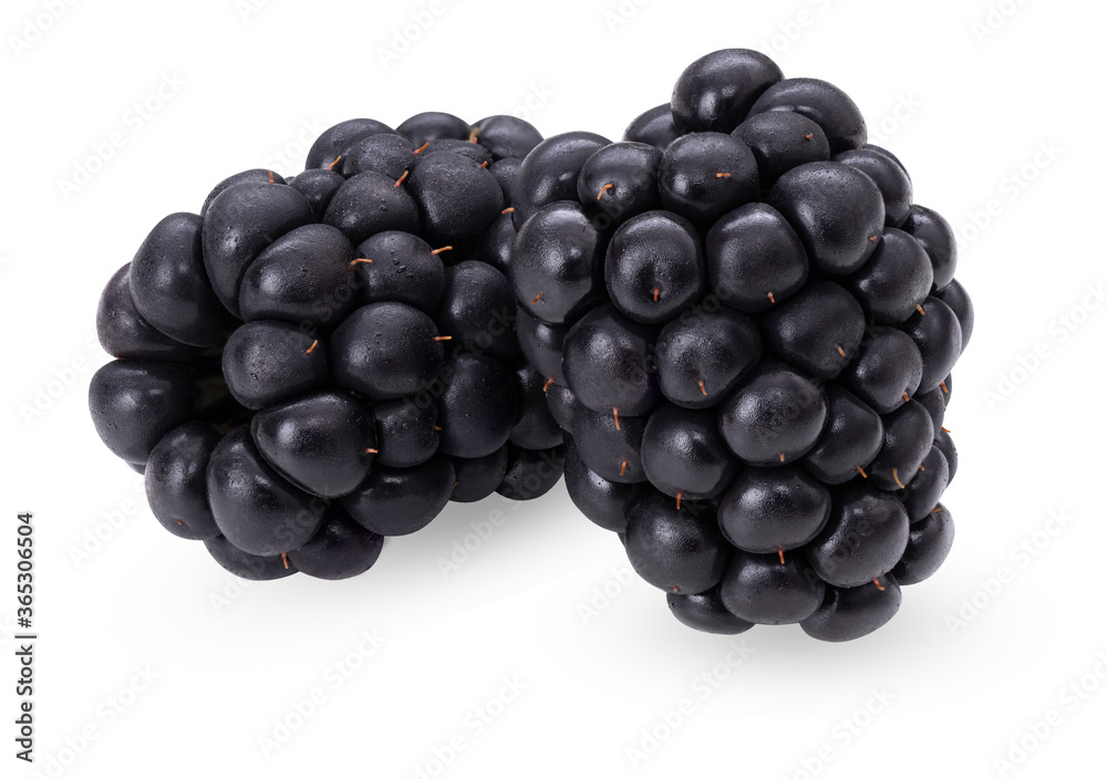 Blackberry isolated on white background. Organic ripe berry. Side view. Clipping path. Professional studio macro shot. Two fresh summer wild berries closeup. Full depth of field Blackberry isolated on white background. Organic ripe berry. Side view. Clipping path. Professional studio macro shot. Two fresh summer wild berries closeup. Full depth of field