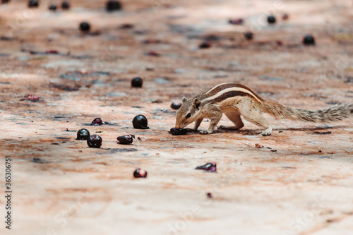 Closeup shot of squirrel eating berries from the ground