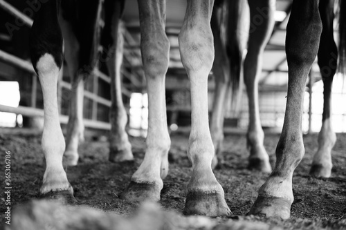 Young horse legs and hooves close up in black and white.