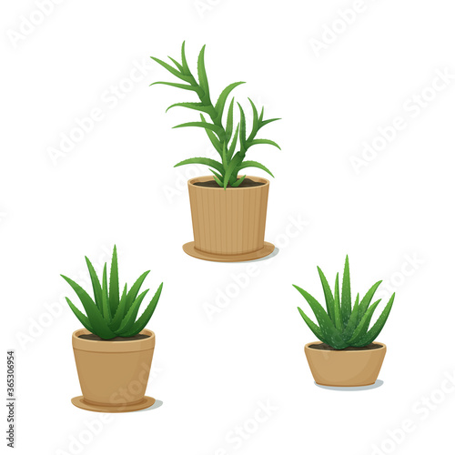 Decorative and medicinal potted plants. Home decor. Vector illustration. Aloe vera and candelabra aloe. Indoor design elements.