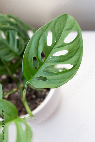 Close up on fenestrated holey swiss cheese leaf vine, alsa known as Monstera adansonii. photo