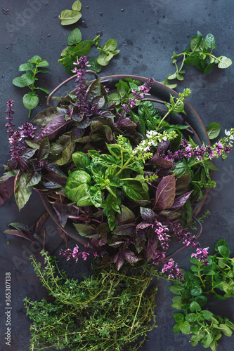 Fototapeta Naklejka Na Ścianę i Meble -  Various fresh herbs in a metal tray  on a dark surface . Green and red basil leaves and flowers , thyme and mint leaves. Top view, blank space
