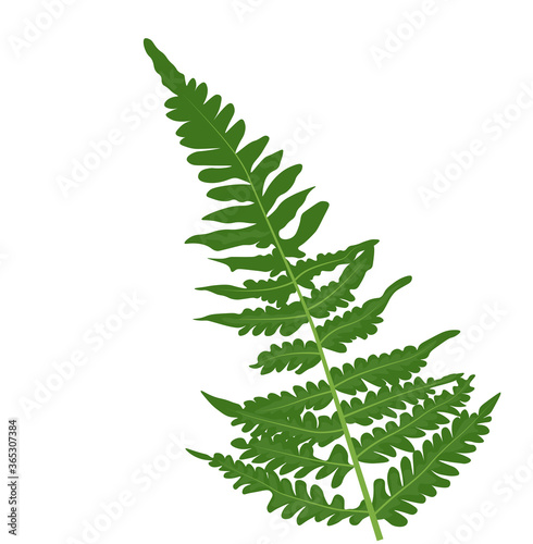  Vector stock illustration collection of green forest fern frond maidenhair greenery art foliage natural leaves herb in watercolor style collection. Decorative beauty elegant illustration for design