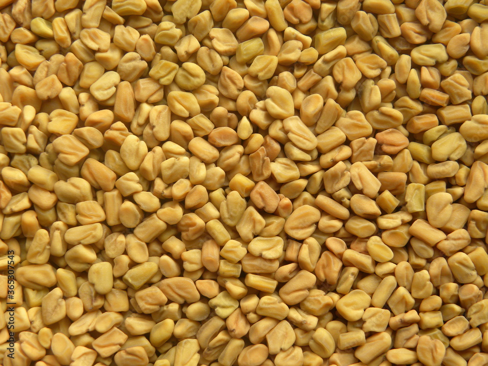 Yellow color dry Fenugreek seeds Yellow color dry Fenugreek seeds