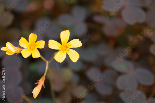 yellow flower on the ground