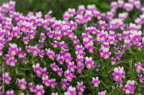City flower bed with lilac violets. Many of the same colors. Beautiful natural background.