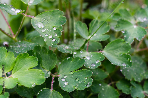 Dew on the leaves of Aquilegia vulgaris, common columbine