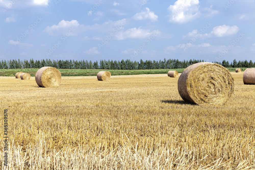 Fototapeta premium a stack of straw