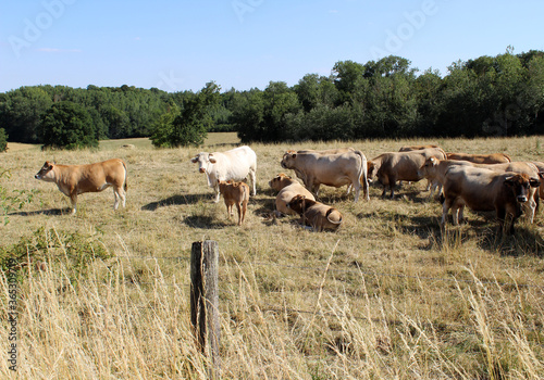 troupeau de vache