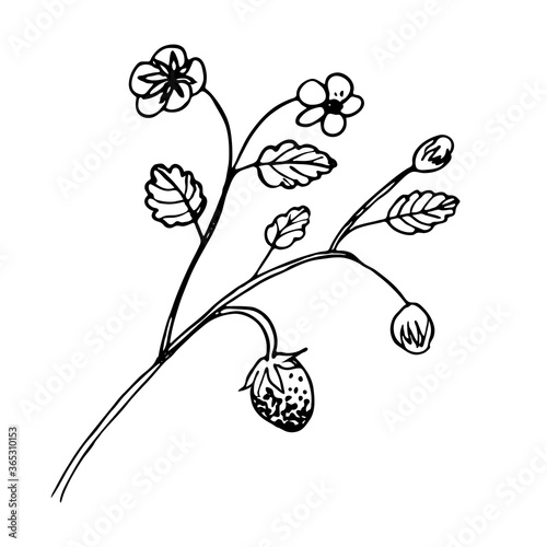 A branch with strawberries and leaves.Botanical vector illustration. Hand drawn singl plant in Doodle style. Isolated object on a white background. Decorative element for spring and summer design, vig