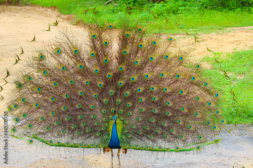 peacock with feathers