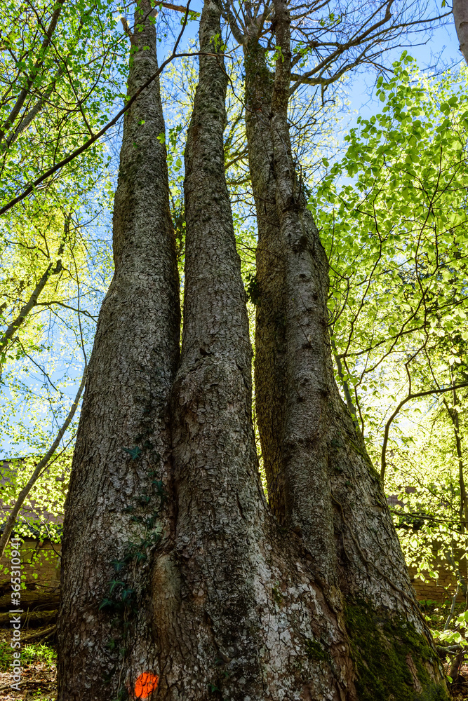 Trunks of trees joined together one huge base Trunks of trees joined together one huge base
