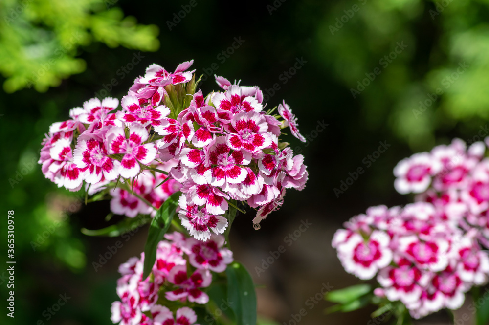 Dianthus barbatus beautiful ornamental flowering plants, group of bright pink purple white flowers in bloom Dianthus barbatus beautiful ornamental flowering plants, group of bright pink purple white flowers in bloom