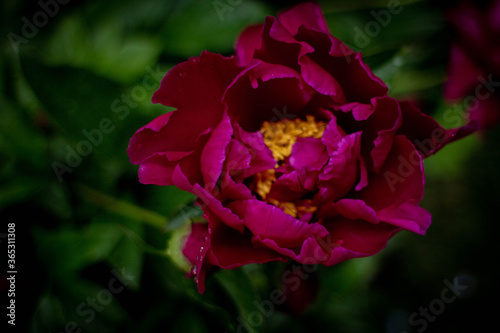 burgundy peony on a green background